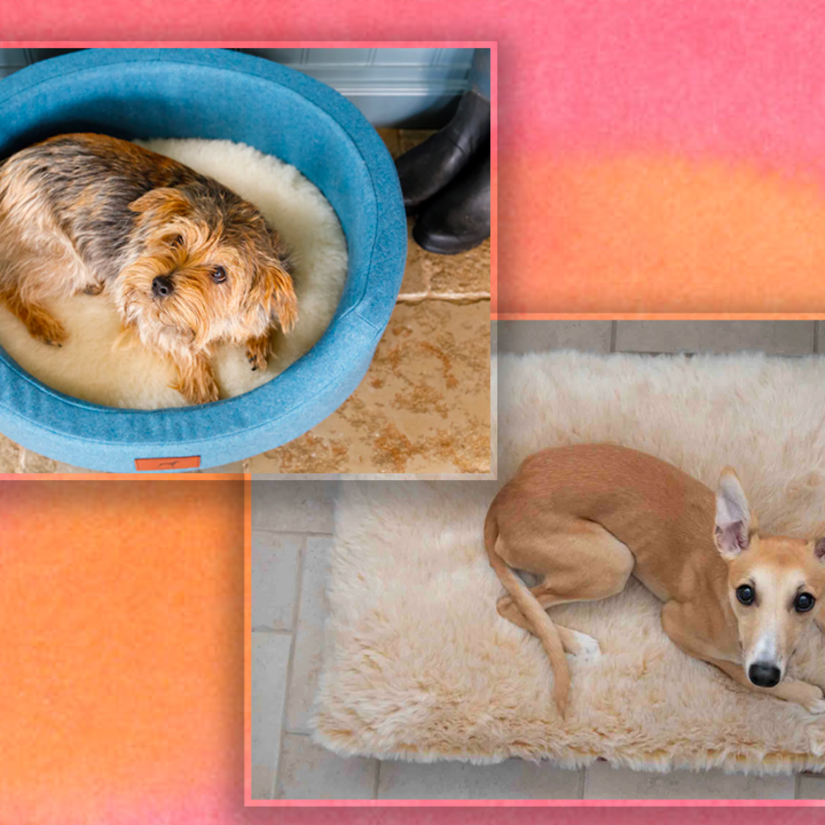 Dog bed same sales height as human bed